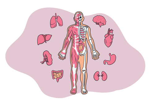 DIGAB Pflegellernplattform Anatomie & Physiologie